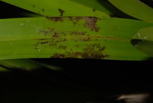 Another damaged cymbidium leaf
